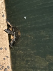 Phrynops williamsi