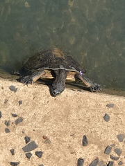 Phrynops williamsi