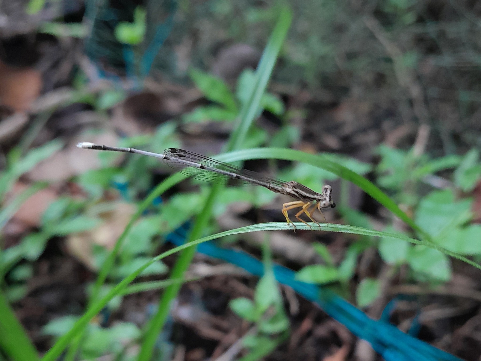 Yellow Featherleg