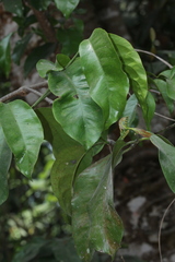 Gnetum gnemon