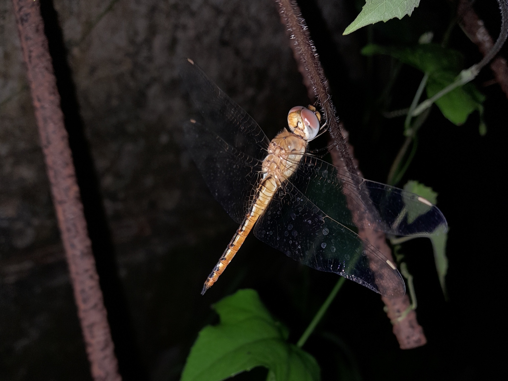 Globe Skimmer