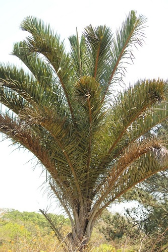 Image of Raphia australis by (c) Karen Eichholz, some rights reserved (CC BY)