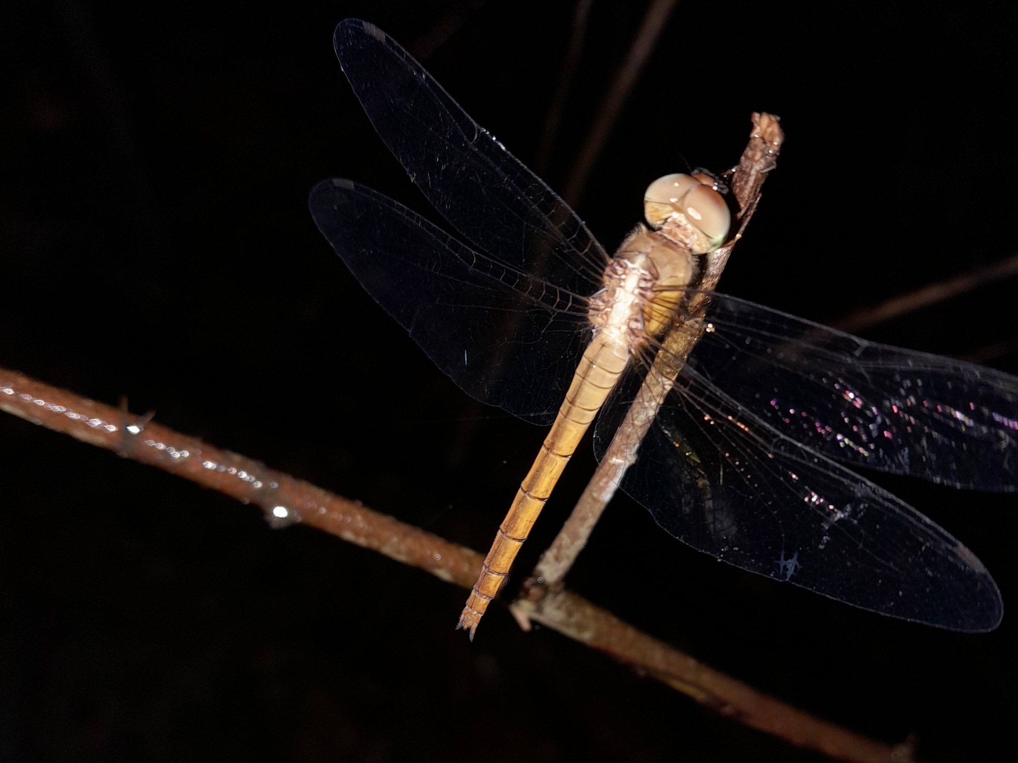 Coral-Tailed Cloudwing