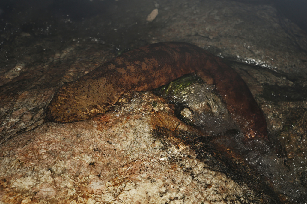 Asian Giant Salamanders