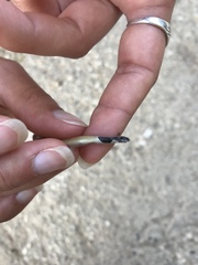 Rhynchocalamus melanocephalus