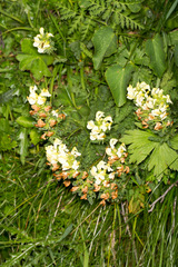 Pedicularis tuberosa