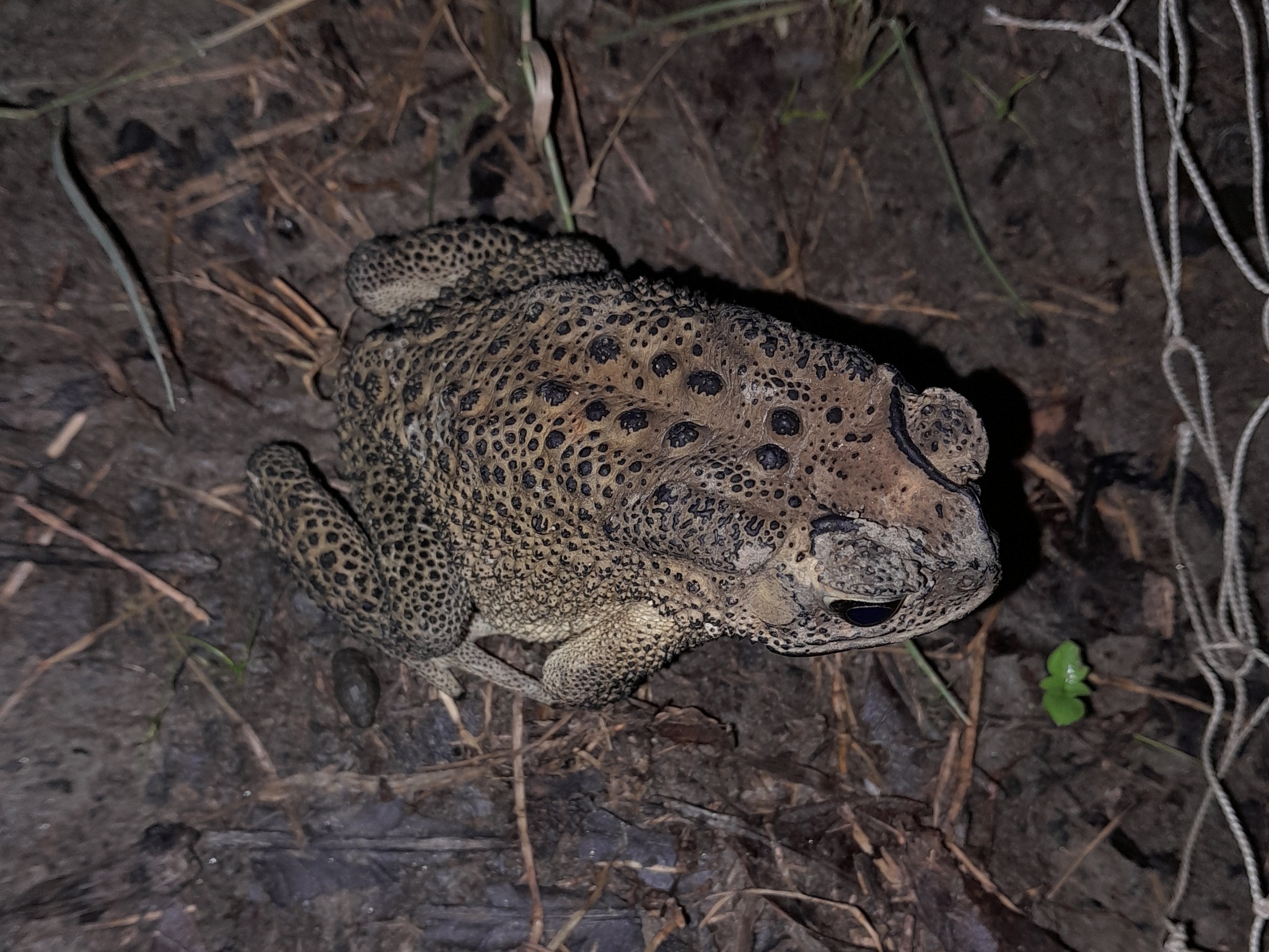 Indian Common True Toad
