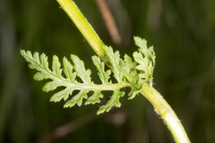 Pedicularis tuberosa
