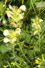 Pedicularis tuberosa