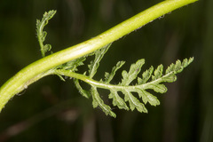 Pedicularis tuberosa