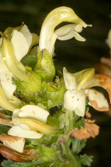 Pedicularis tuberosa