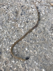 Rhynchocalamus melanocephalus