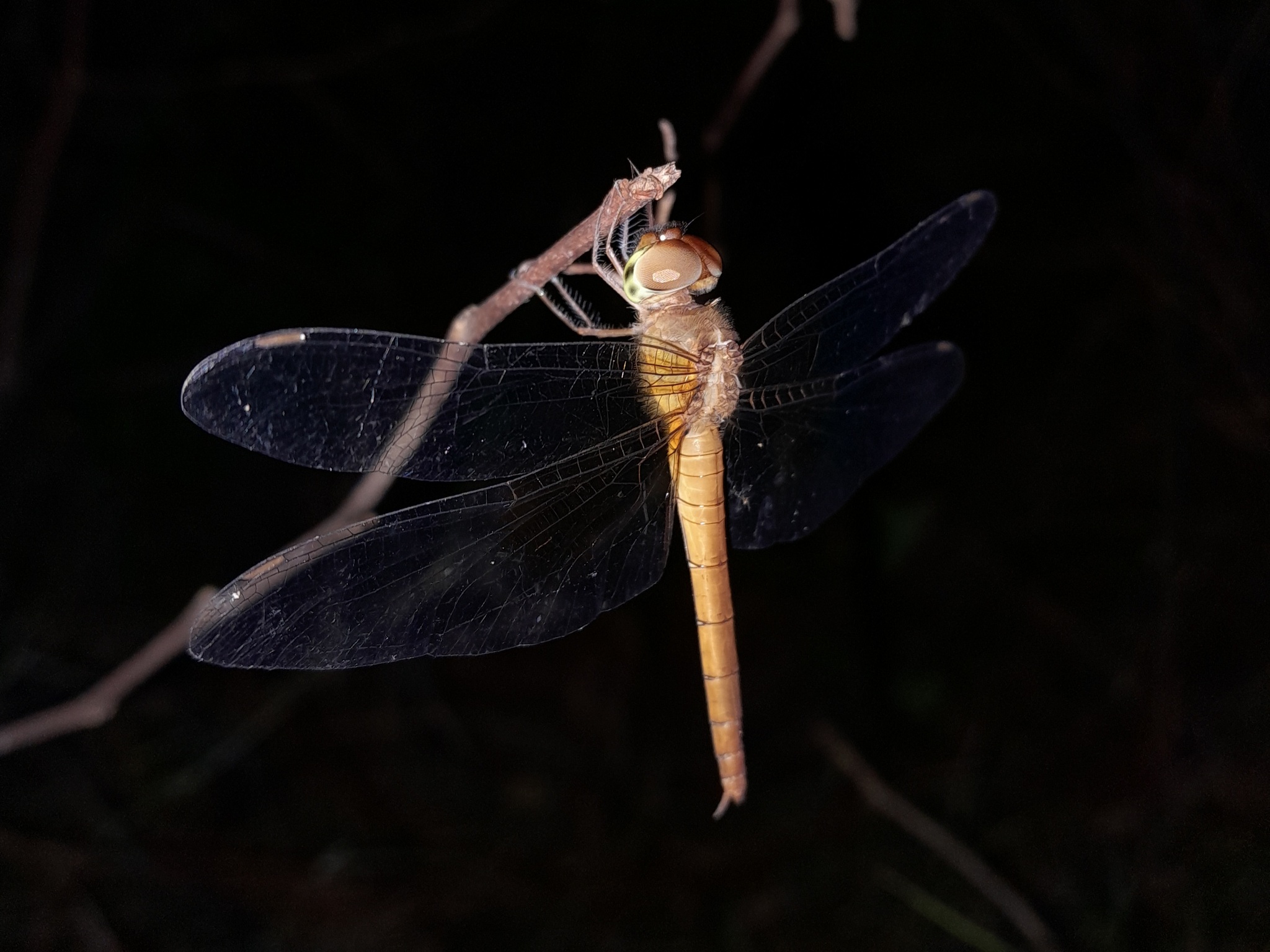 Coral-Tailed Cloudwing