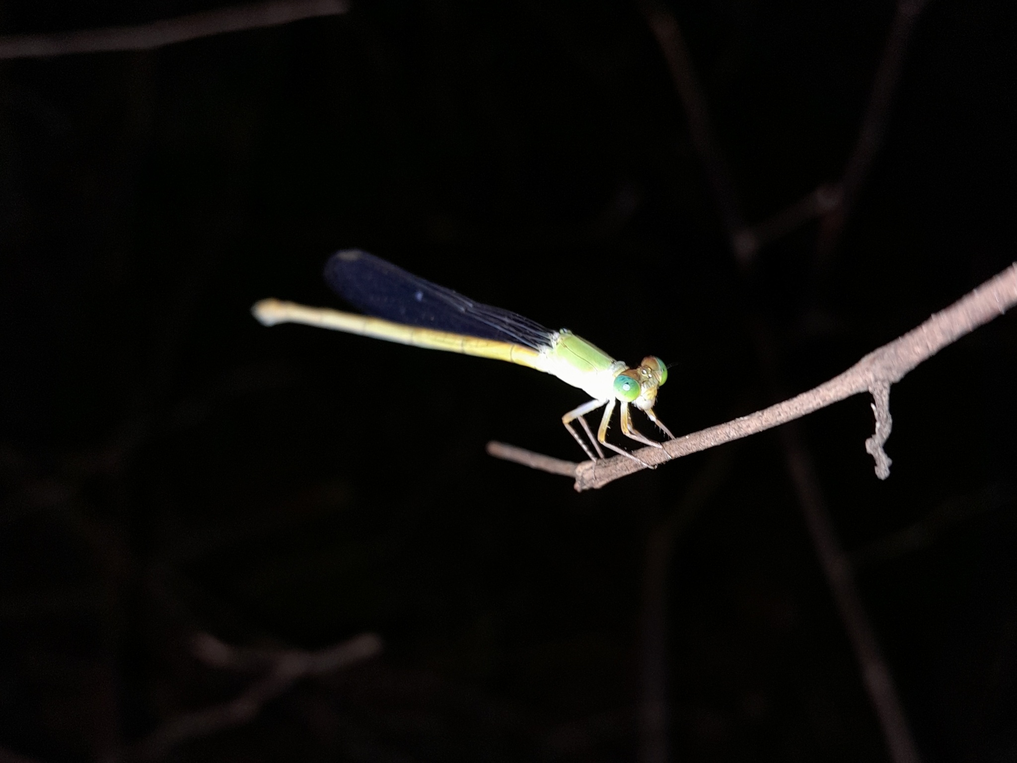 Coromandel Marsh Dart