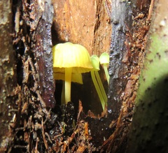 Mycena flavovirens