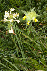 Pedicularis tuberosa