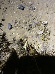 Buthus israelis