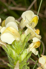 Pedicularis tuberosa