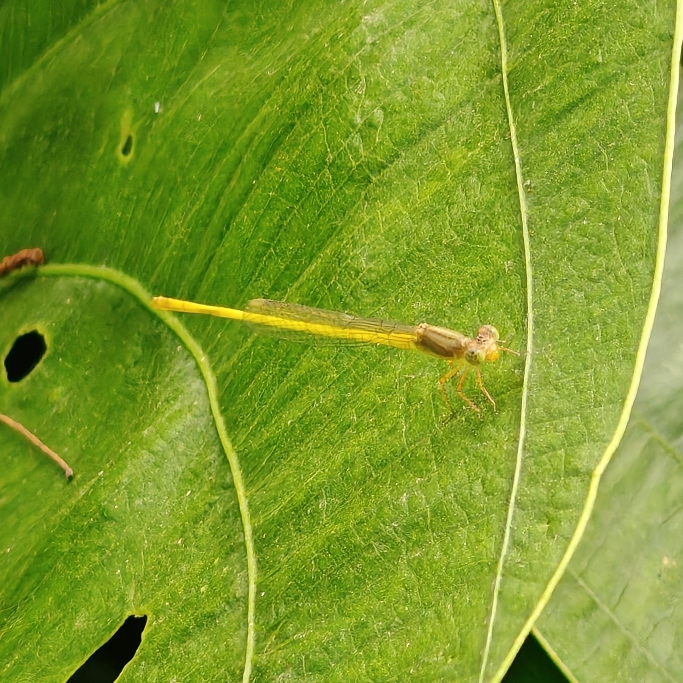 Coromandel Marsh Dart
