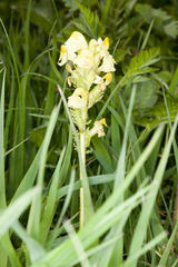 Pedicularis tuberosa