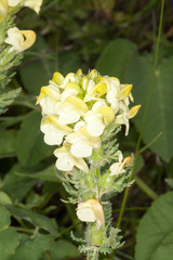 Pedicularis tuberosa