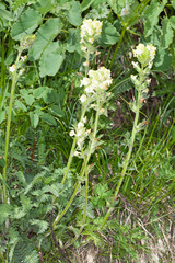 Pedicularis tuberosa
