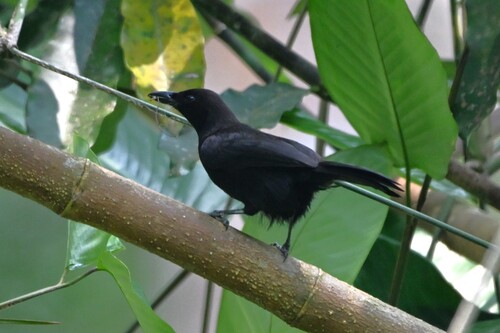 iNaturalist image