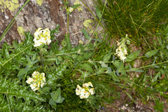 Pedicularis tuberosa