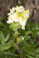 Pedicularis tuberosa