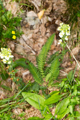 Pedicularis tuberosa