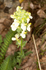 Pedicularis tuberosa