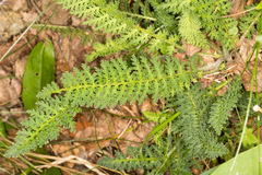 Pedicularis tuberosa