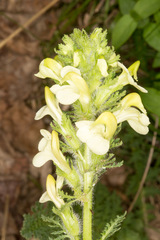Pedicularis tuberosa