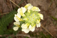 Pedicularis tuberosa