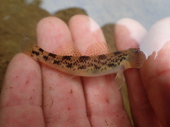 Etheostoma longimanum