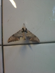 Smerinthinae