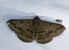 Ericeia inangulata