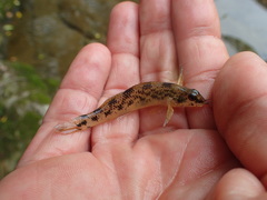 Etheostoma longimanum