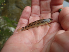 Etheostoma longimanum