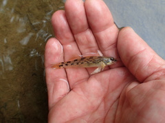 Etheostoma longimanum