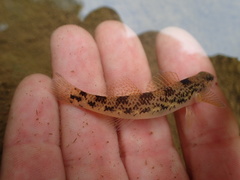 Etheostoma longimanum