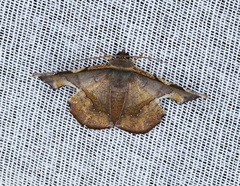 Fascellina chromataria