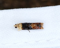 Hedya iophaea