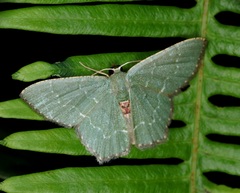 Hemithea tritonaria