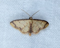 Idaea impexa