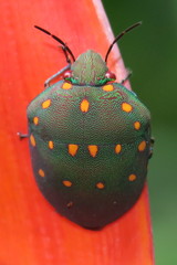 Solenosthedium rubropunctatum