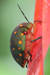 Solenosthedium rubropunctatum