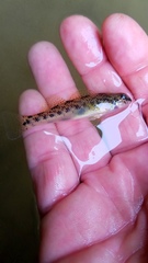 Etheostoma longimanum