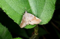 Pangrapta curtalis