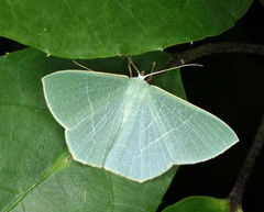 Pelagodes antiquadraria